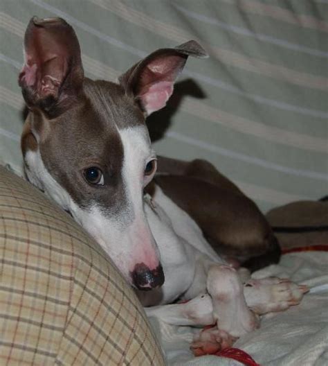 Their high intelligence means they can be harder to train, but they love to cuddle and play. . Italian greyhound ohio breeders